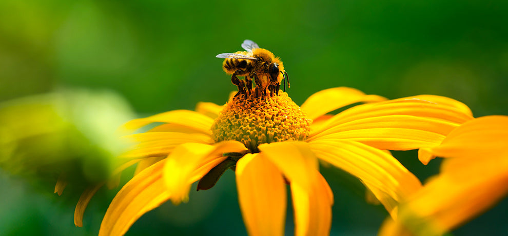 Qu’est-ce que la propolis verte et quelles sont ses vertus ?