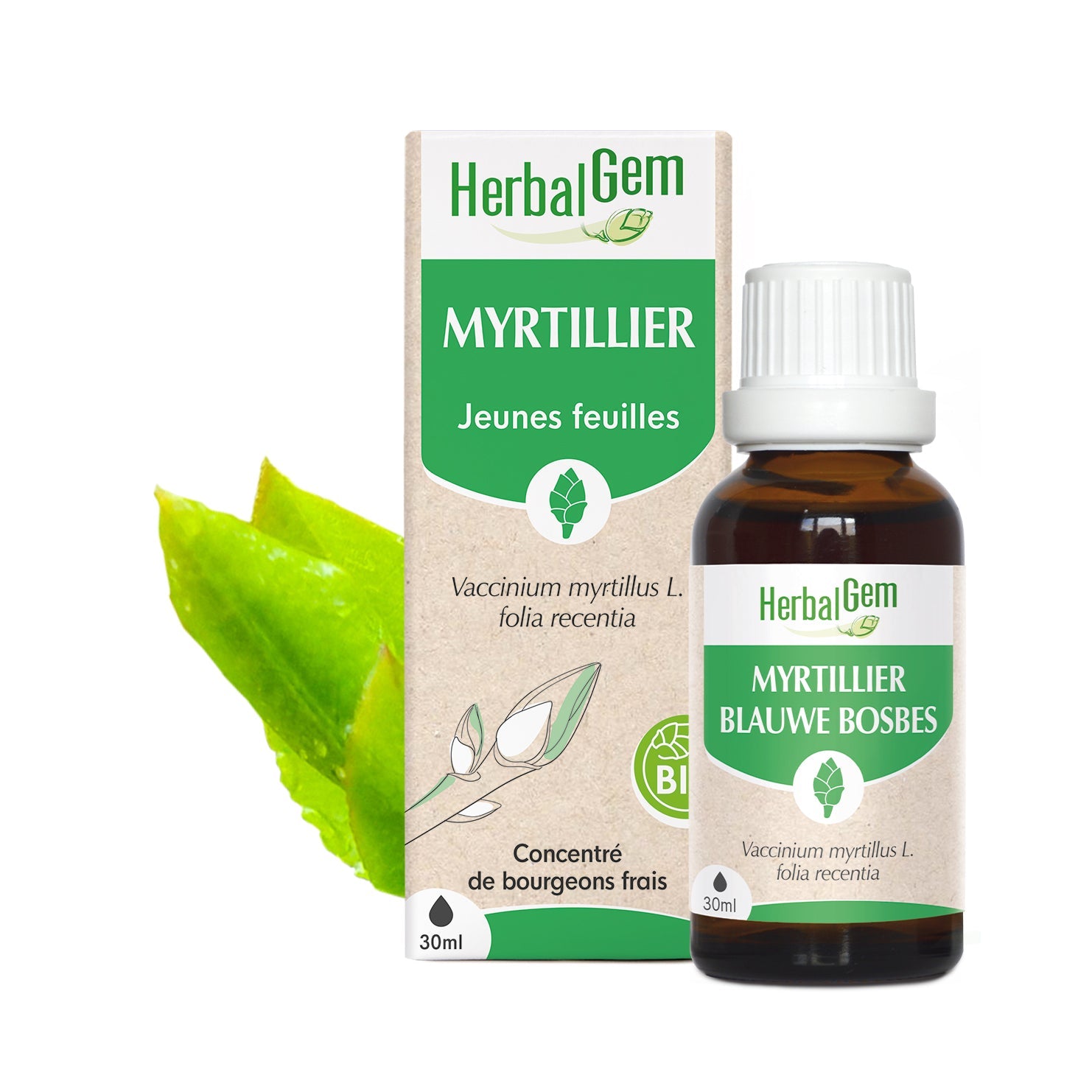 Bourgeon de myrtillier - Bio